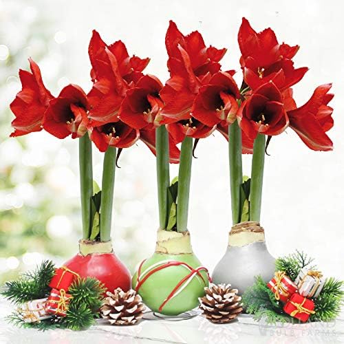 Holiday Waxed Amaryllis Flower Collection, No Water Needed (Pack of 3)