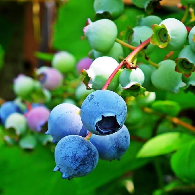 Jewel Blueberry Plant Live for Planting, 4-8 Inch Tall Starter Plant, Hardy Blueberry Bush for Garden or Patio