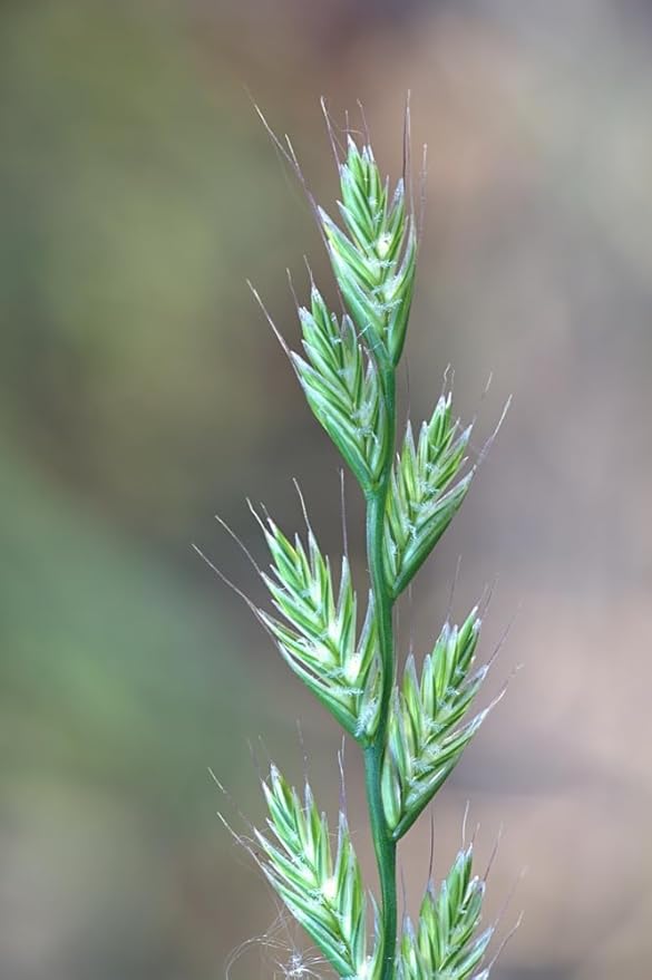 Italian Rye Grass Seeds for Planting - Lolium multiflorum (5,000 Seeds)