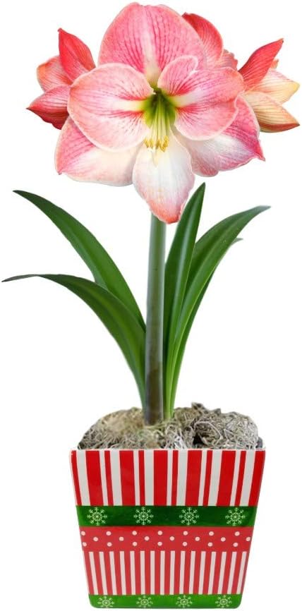 Easy to Grow Amaryllis 'Apple Blossom' Pre-Planted Bulb Indoor Gift Kit in a Holiday Decor Square - Pink & White Flowering Blooms in 4 to 8 Weeks