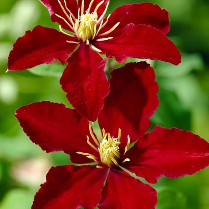 Red Clematis Vine Plants Live in Pot, 8 Months Old Seedlings Climbing Flowering, Outdoor Trellis Fences, Cold Hardy