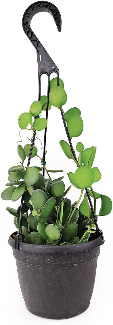 Rare Xerosicyos danguyi 'Silver Dollar Vine' (4" Grower Pot) - Penny Plant - Rare Succulent Plant Live - Trailing Indoor Houseplant - Unique Exotic Houseplant for Home and Office Decor