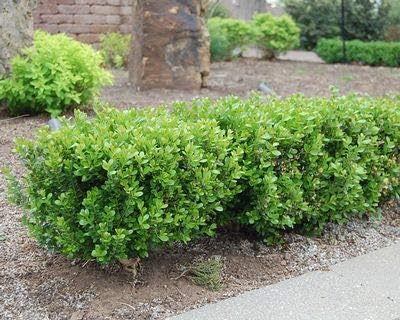 Baby Gem Dwarf Boxwood - Live Plant - Full Gallon Pot