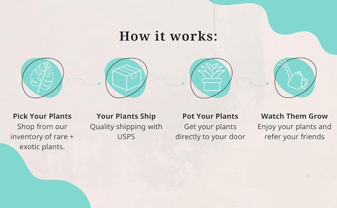 Aglaonema Snow White, Spring Snow, Live Plant in a 4 Inch Growers Pot, Live Indoor, Easy to Grow, Easy to Care, and Low Maintenance Houseplant,White Plants