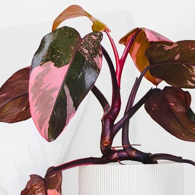 Pink Variegated Philodendron Live Plants, Unique Foliage Philodendron Plants, Rare Tropical Houseplant, No Pot, 4-8'' Tall