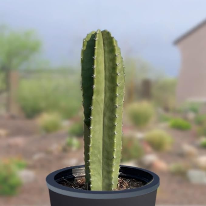 Cactus Outlet - Senita Live Cactus, Cactus Plants Live, Live Plants Indoor & Outdoor Use 12”-18”