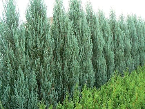 Blue Arrow Juniper | 3 Live Plants | Juniperus Scopulorum | Fast Growing Privacy Screen, Outdoor Evergreen Shrub, Narrow Columnar Shape, Low Maintenance Landscape, Drought Tolerant