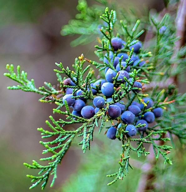 Eastern Red Cedar Tree - 10-16" Tall Live Plant - Quart Pot - Redcedar Juniper Evergreen Seedling - Juniperus virginiana
