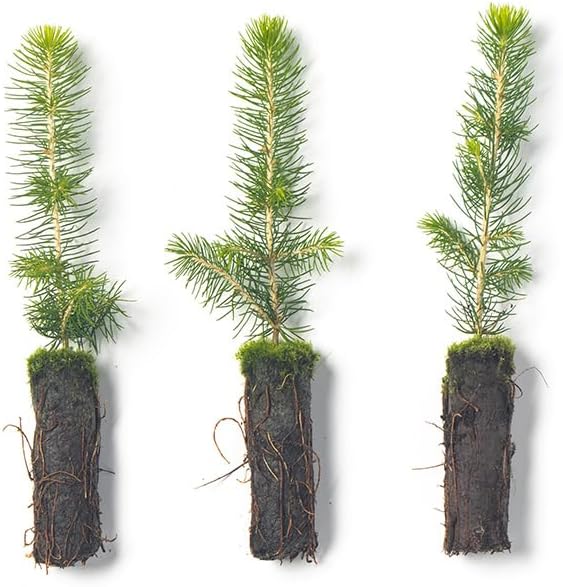Norway Spruce Tree Seedling Plugs | 6"-12" | Arbor Day Foundation (3-Pack)