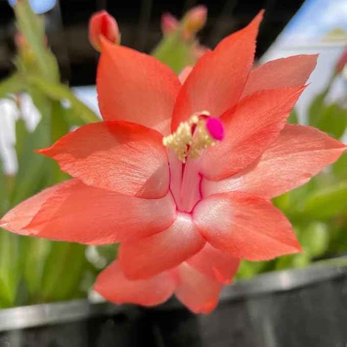 2 Salmon Christmas Cactus Plants Live, 4 to 7 Inch Tall Colorful Christmas Cactus, Holiday Flower Houseplant, Indoor Outdoors Easy Care Plants for Home Garden