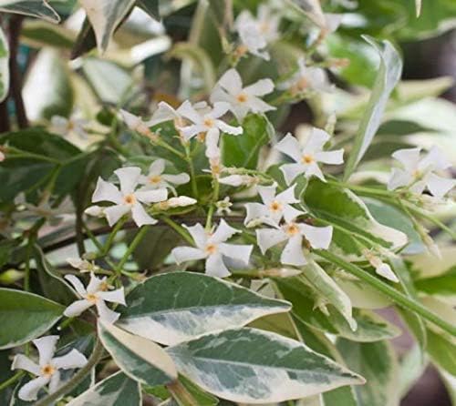 Confederate Jasmine Variegated - 3 Live Plants - Trachelospermum Jasminoides Variegatum - Fragrant Blooming Evergreen Vine