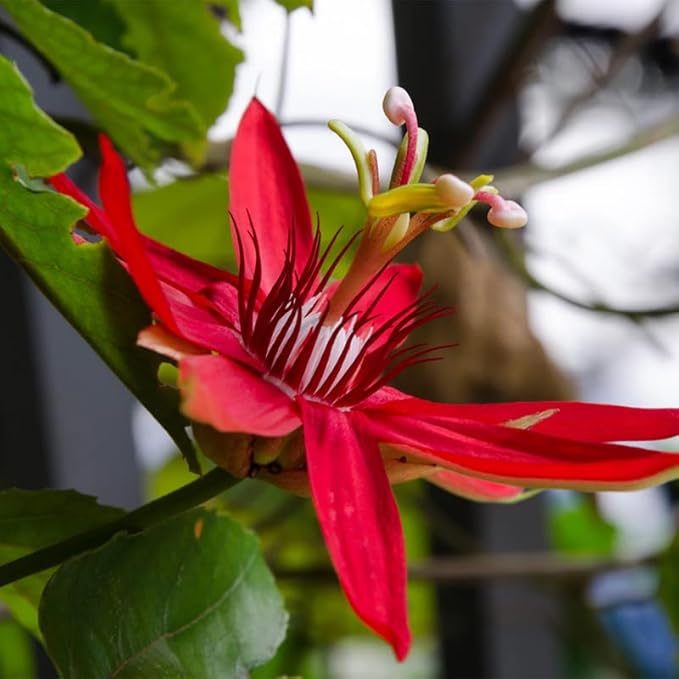Passion Flower Plant Live, 5 to 8 Inch Tall Passiflora Vine, Fragrant Climbing Plant for Garden or Trellis, No Pot, Well-Rooted (Red Passion Flower)
