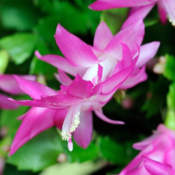 Pink Christmas Cactus Plants Live in 2 Inch Pot, Vibrant Christmas Cactus Blooms, Perennial Holiday Cactus Plant Flower Succulent Houseplant