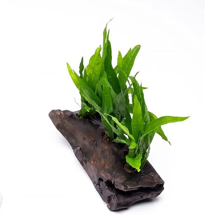 SubstrateSource Live Aquarium Plants on Driftwood, Lava Rock, Moss Mat - Freshwater Fish Tank Plants (Java Fern, Driftwood (Large))