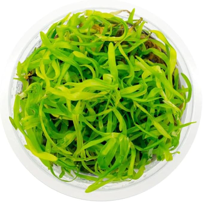 SubstrateSource Live Plant - Heteranthera zosterifolia - Midground to Background Stem with Fast Growth, Snail-Free in Vitro Aquarium Plant - Tissue Culture