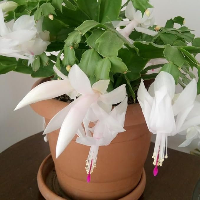 2 White Christmas Cactus Plants Live, 4 to 7 Inch Tall Colorful Christmas Cactus, Holiday Flower Houseplant, Indoor Outdoors Easy Care Plants for Home Garden