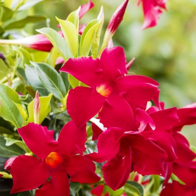 3 Red Mandevilla Plants Live, 5-10” Tall Flowering Mandevilla Vines for Trellis, Outdoor Patio, Garden Pots, Trailing Mandevilla Seedlings