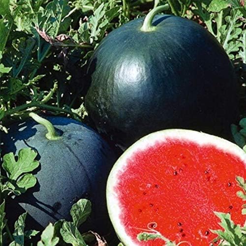 Watermelon Black Beauty Early Rare Giant Fruit Heirloom Organic Non-GMO