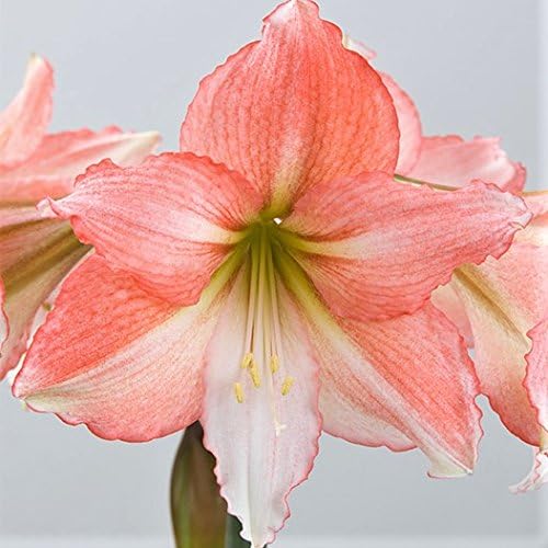Easy to Grow Amaryllis Tinkerbell 1 Plant Bulb - Coral Pink Ruffled Flowers for Indoor Holiday & Outdoor Zones 9-11