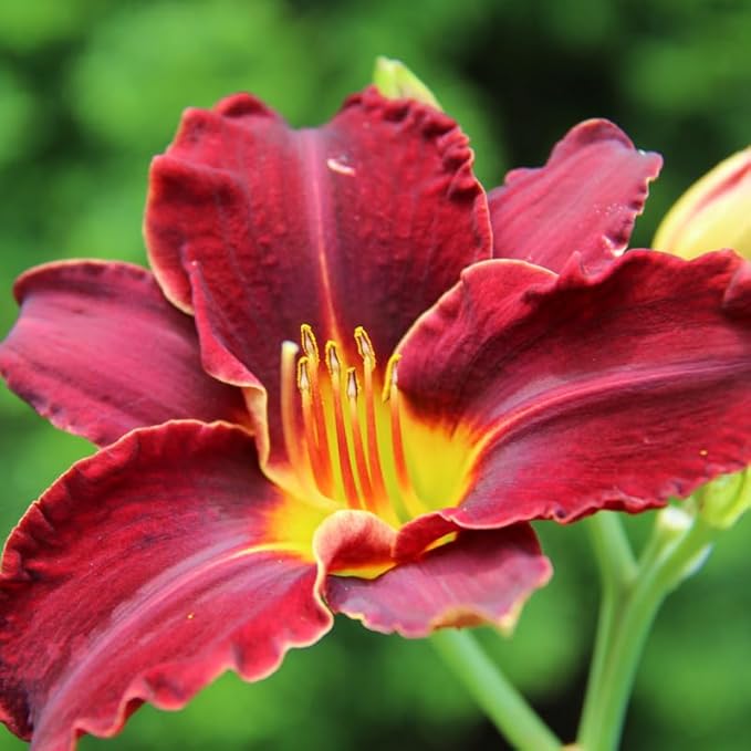 3 Red Daylily Bulbs for Planting, Reblooming Daylilies Roots, Hardy Perennial Flowers Bulbs, Gardens and Borders Planting