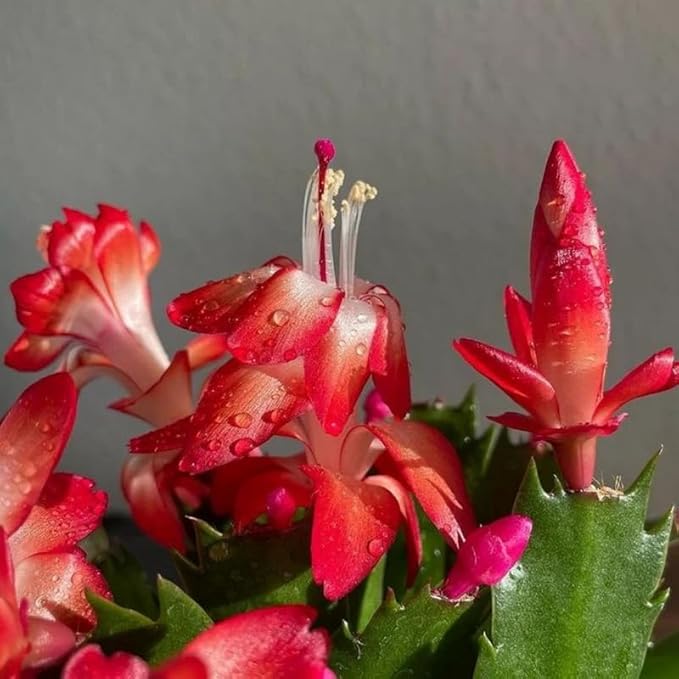 Red Christmas Cactus Plant, 3-6" Tall Colorful Holiday Cactus Houseplant Easy Care Tropical Flowering Succulent Live Plants, Well Rooted, No Pot