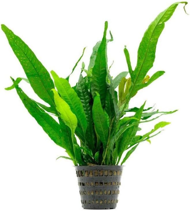 SubstrateSource Live Plants - Java Fern (Microsorum pteropus) - Low to Medium Light Aquarium Display, Bright Green Accent, Midground Aquascaping, Freshwater Rhizome Aquatic Plant - Pot