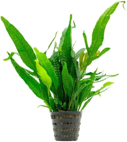 SubstrateSource Live Plants - Java Fern (Microsorum pteropus) - Low to Medium Light Aquarium Display, Bright Green Accent, Midground Aquascaping, Freshwater Rhizome Aquatic Plant - Pot