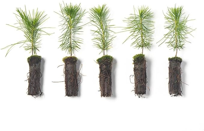 White Pine Live Tree Seedlings Plug | 6"-12" | Arbor Day Foundation - (Due to Agricultural Laws, Unavailable to AZ, CA, ID, ME, MT, OR or UT) (5-Pack)