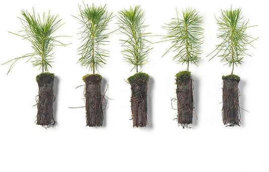 White Pine Live Tree Seedlings Plug | 6"-12" | Arbor Day Foundation - (Due to Agricultural Laws, Unavailable to AZ, CA, ID, ME, MT, OR or UT) (5-Pack)