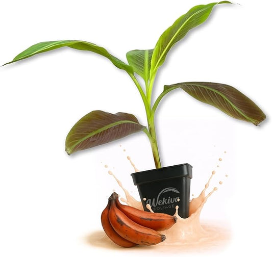 Sumatrana Banana Tree - 2 Live Plants in 3 Inch Growers Pots - Musa Acuminata Zebrina - Stunning Foliage Nonedible Ornamental Tree for The Patio and Garden