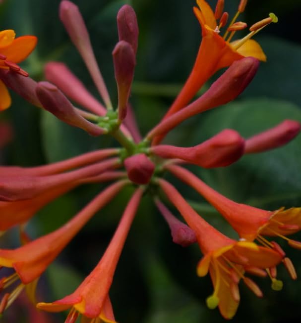 Dropmore Scarlet Honeysuckle Vine - Lonicera - 2.5" Pot