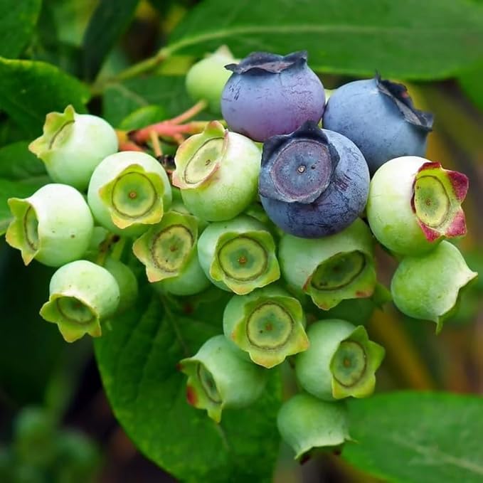Biloxi Blueberry Plant Live for Planting, 4-8 Inch Tall Starter Plant, Hardy Blueberry Bush for Garden or Patio