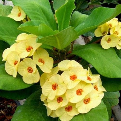 Yellow Crown of Thorns Plant Live in Pot, Euphorbia Milii Live Plants Very Hardy Houseplant Home Decoration, Year Round Blooming