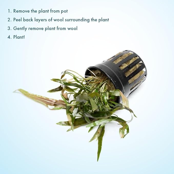 SubstrateSource Live Plants - Cryptocoryne Axelrodi (Cryptocoryne axelrodi) - Low to Medium Light, Olive to Reddish-Brown Freshwater Aquatic Plant, Midground Placement for Aquascaping - Pot, 1 Pack