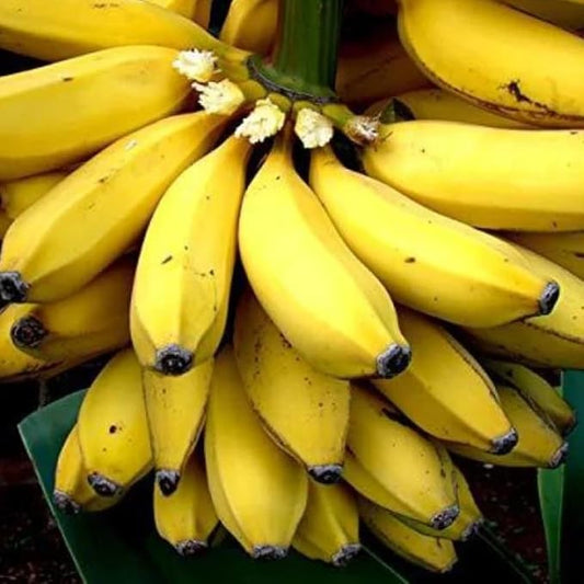 Sweetheart Banana Plant Live for Planting, Banana Trees Live Plants for Outdoor Indoor Planting, Cold Hardy, 4-7" in Tall, No Pot, Musa Plant
