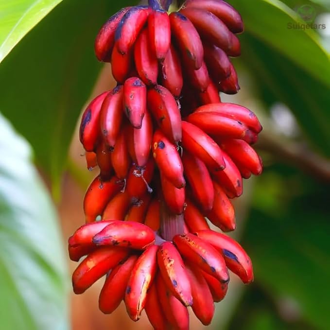 Red Banana Plant Live for Planting, Banana Trees Live Plants for Outdoor Indoor Planting, Cold Hardy, 4-7" in Tall, No Pot, Musa Plant