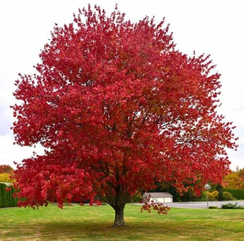 TriStar Plants - Native Red Maple, Acer rubrum - 1 Gallon Trade Pot, Native Plant, Live Plant for Sale, Shade Tree, Fast Growing Tree