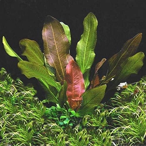 Potted Live Aquarium Plants Bundle - Easy and Snail Free Aquatic Plants (6 Pots)