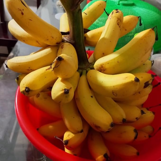 Basjoo Banana Plant Live for Planting, Banana Trees Live Plants for Outdoor Indoor Planting, Cold Hardy, 4-7" in Tall, No Pot, Musa Plant