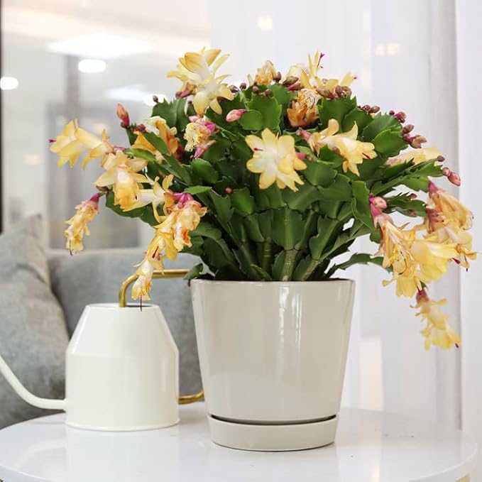 Christmas Cactus Thanksgiving Cactus (6 inch + Minimalist Pot) - Red/Pink/White Zygocactus - Holiday Decorating with Cacti and Succulents - Christmas Gift Ideas 2025