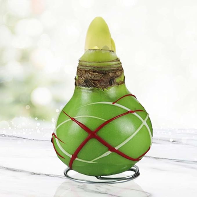 Holiday Waxed Amaryllis Flower Collection, No Water Needed (Pack of 3)
