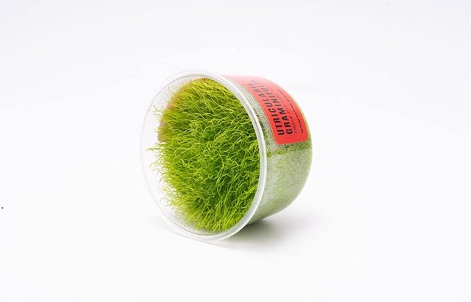 Ultum Nature Systems Utricularia Graminifolia Tissue Culture Live Plant for Aquarium, Freshwater Fish Tank Grass Carpet, Aquascaping - 100% Snail Free in Vitro