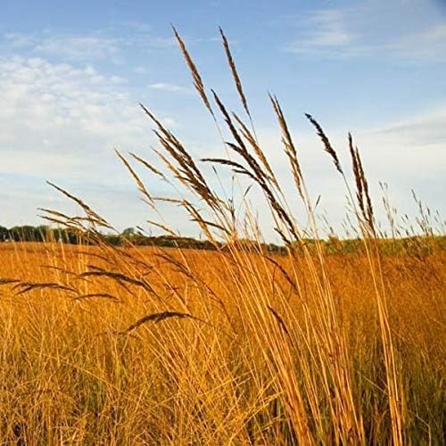 Outsidepride Perennial Tall Native Grass Seed Mix - 5 lbs. Blend of Drought-Tolerant, Low-Maintenance Bluestem, Switchgrass & Indian Grass Seeds for Wildlife Habitat, Erosion Control & Landscaping