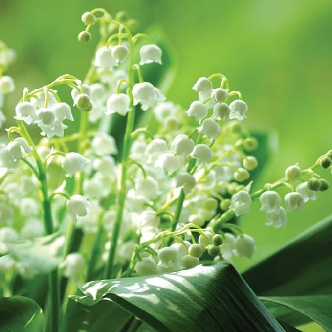 10 Lily of The Valley Bulbs for Planting, Perennial Lily Flower Bulbs, Fragrant White Blooms for Shade Gardens
