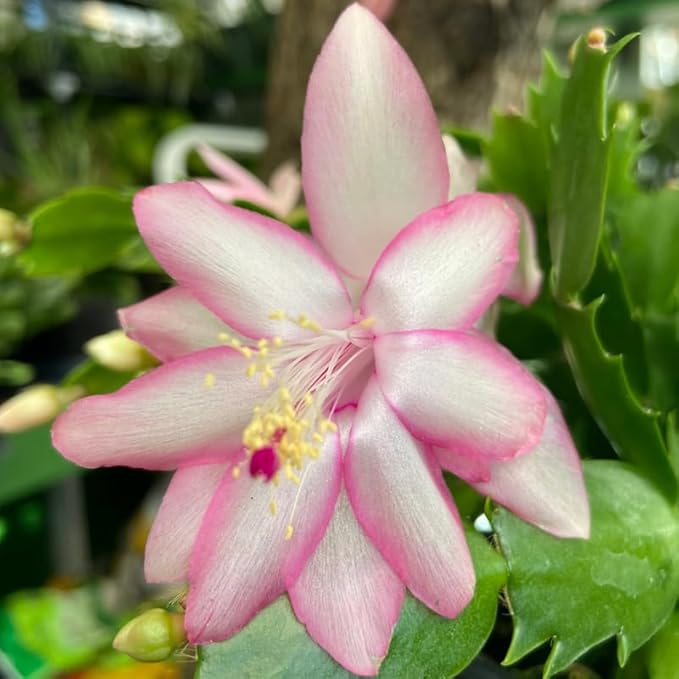 1 Thanksgiving Christmas Cactus Plants Live in 4" Pot, Houseplant Holiday Cactus, Vibrant Single Color Blooms Indoor Outdoor, Zygocactus Like, Winter Hardy (Light Pink)