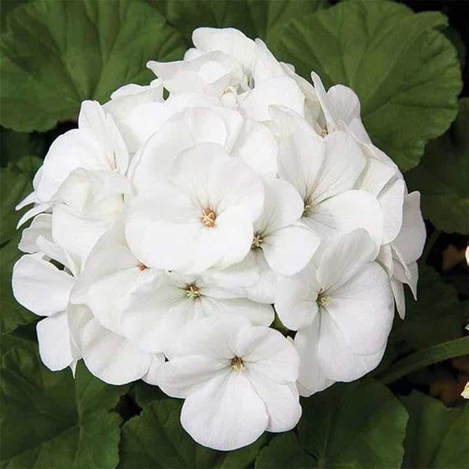 Maverick Series Geranium White ~10 Seeds – Pelargonium x hortorum – Non-GMO, Annual – Compact 12-18" Plants – 4-6" Blooms – for Containers, Borders & Flower Beds – 91-105 Days