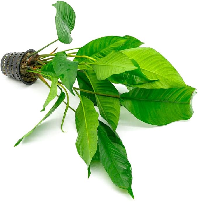 SubstrateSource Anubias Live Aquarium Plants - Potted Freshwater Plant for Fish Tanks, Terrariums - Beginner Friendly Low Light (Heterophylla, Mother Plant)
