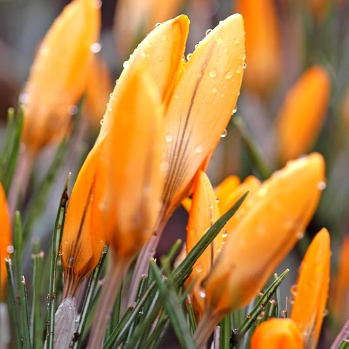 Yellow Mammoth Crocus Flower Bulbs - 10 Bulbs per Pack - Early Spring Blooms - Easy to Grow Live Plants - Outdoor Garden - Naturalizing - Perennializing
