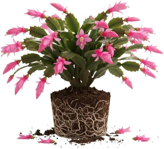 Pink Christmas Cactus Plant, 3-6" Tall Colorful Holiday Cactus Houseplant Easy Care Tropical Flowering Succulent Live Plants, Well Rooted, No Pot