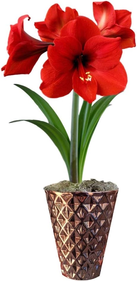 Easy to Grow Amaryllis Ferrari Red - 1 Planted Flower Bulb in a Rose Gold Vase Gift, Blooms Indoors for Holidays in 4 to 8 Weeks